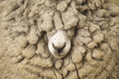 20 Things You Didn’t Know About…Wool  by Discover Magazine